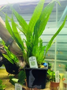 Tropica - Microsorum pteropus