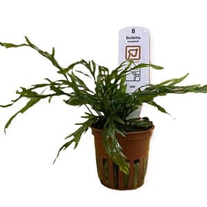 Tropica – Bolbitis