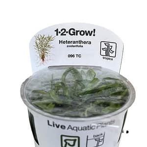 Tropica – Heteranthera Zosterifolia