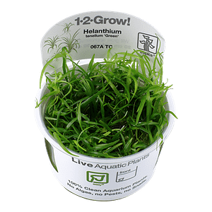 Tropica Plant - Heliantum Tenulum Green