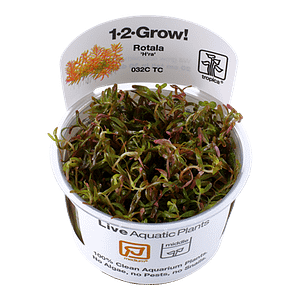 Tropica Plant - Rotala Mcrandra