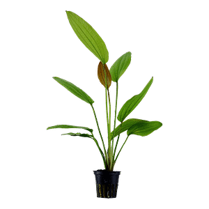 Tropica Plant - Echinodorus Rose
