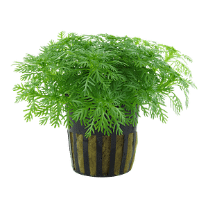 Tropica Plant - Hottonia palustris