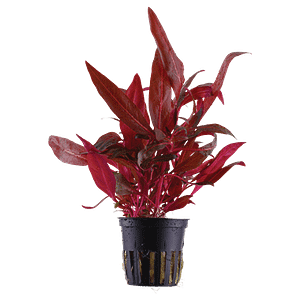 Tropica Plant - Alternanthera reineckii Rosanervig