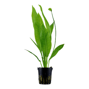 Tropica Plant - Echinodorus grisebachii 'Bleherae'