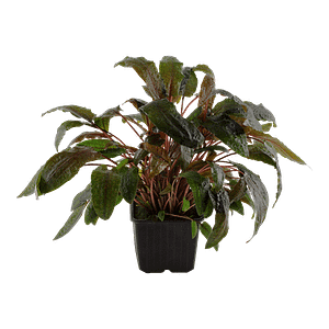 Tropica Plant - Cryptocorynne wendtii