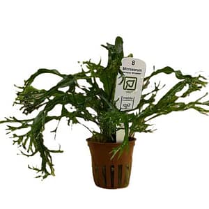 Tropica Plant - Windelov Variety for Stunning Aquariums