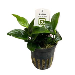 Tropica Plant - Anubias barteri var. nana
