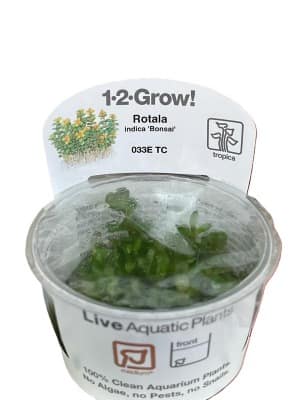 Tropica – Rotala Indica ‘bonsai)’