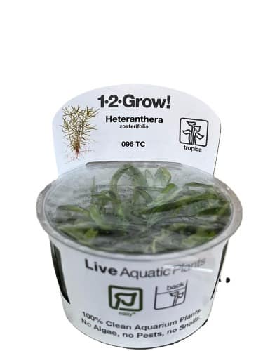 Tropica – Heteranthera Zosterifolia