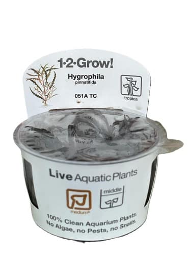 Tropica –Hygrophilia Pinatifida