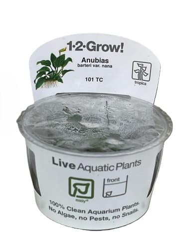 Tropica – Anubias barteri var.nana