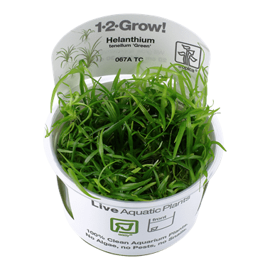 Tropica Plant - Heliantum Tenulum Green