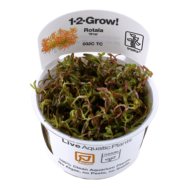 Tropica Plant - Rotala Mcrandra