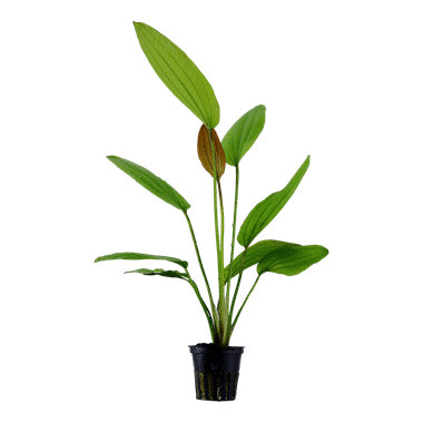 Tropica Plant - Echinodorus Rose