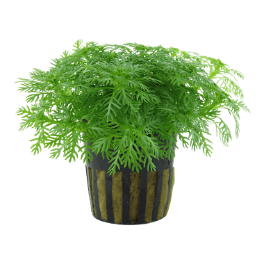 Tropica Plant - Hottonia palustris
