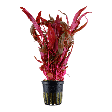 Tropica Plant - Alternanthera Reinicci, Pink