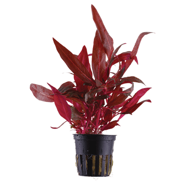 Tropica Plant - Alternanthera reineckii Rosanervig