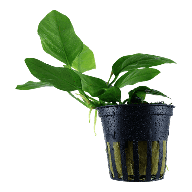 Tropica Plant - Anubia Barteri var nana