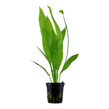 Tropica Plant - Echinodorus grisebachii 'Bleherae'