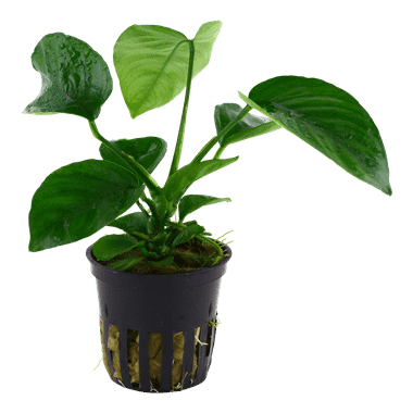 Tropica plant - Anubias Coffeifolia