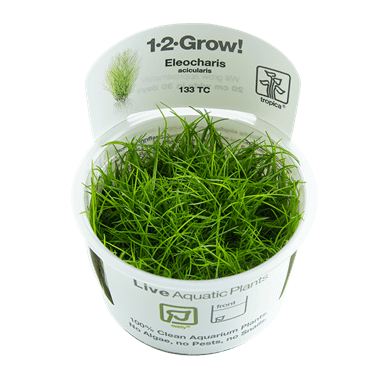 Tropica Plant - Eliocharis acicularis