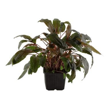 Tropica Plant - Cryptocorynne wendtii