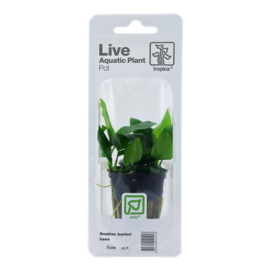 Anubias barteri var. nana