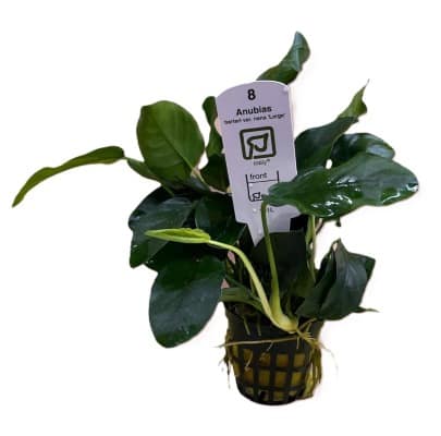 Tropica – Anubias barteri var nana large