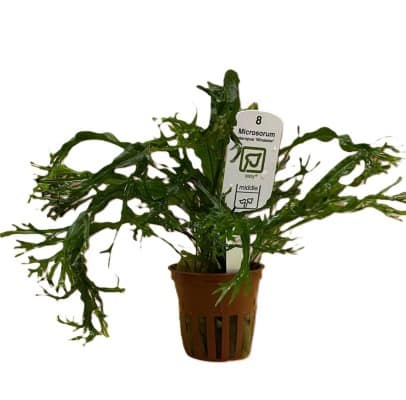 Tropica Plant - Windelov Variety for Stunning Aquariums
