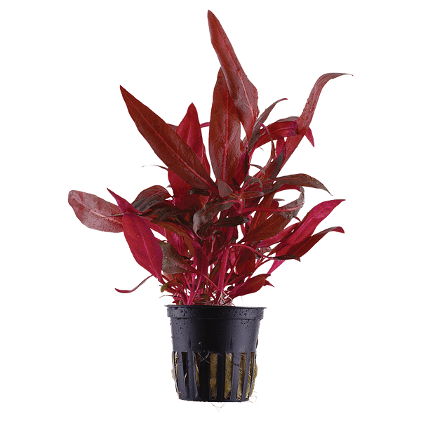 Alternanthera reineckii 'Rosanervig'