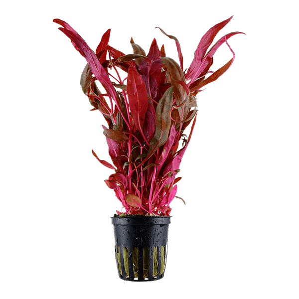 Alternanthera reineckii 'Pink'