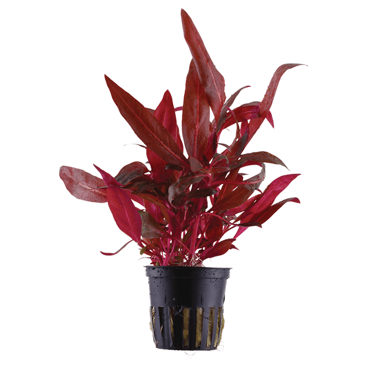 Alternanthera reineckii 'Rosanervig'